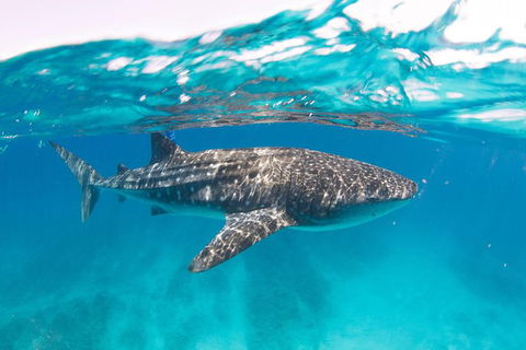 VIP Luxury Chartered Escapes, Exploring The Reef At Your Own Pace - Accommodation Port Macquarie 15