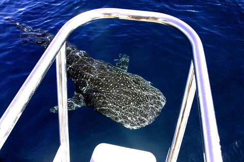 VIP Luxury Chartered Escapes, Exploring The Reef At Your Own Pace - Accommodation Port Macquarie 11