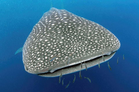 VIP Luxury Chartered Escapes, Exploring The Reef At Your Own Pace - Accommodation Port Macquarie 46