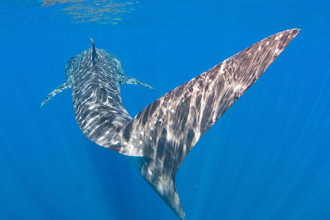 VIP Luxury Chartered Escapes, Exploring The Reef At Your Own Pace - Accommodation Port Macquarie 37