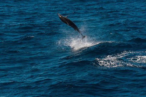 VIP Luxury Chartered Escapes, Exploring The Reef At Your Own Pace - Accommodation Port Macquarie 42