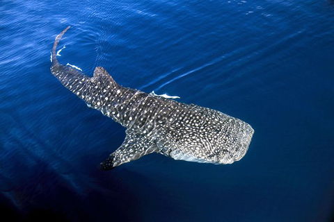 VIP Luxury Chartered Escapes, Exploring The Reef At Your Own Pace - Accommodation Port Macquarie 30