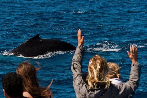 VIP Luxury Chartered Escapes, Exploring The Reef At Your Own Pace - Accommodation Port Macquarie 21