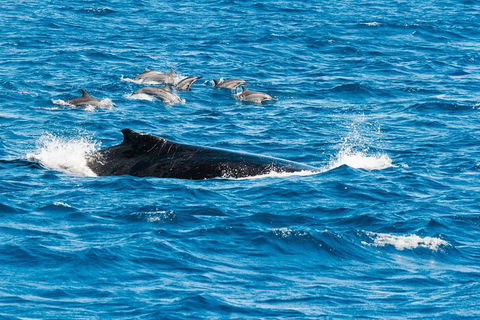 VIP Luxury Chartered Escapes, Exploring The Reef At Your Own Pace - Accommodation Port Macquarie 19