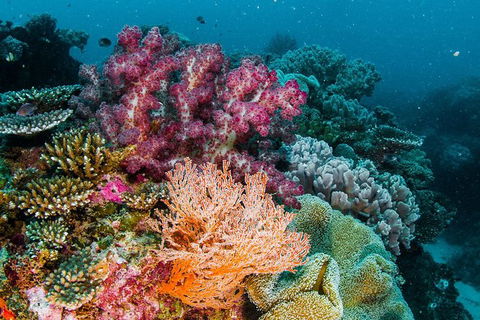 VIP Luxury Chartered Escapes, Exploring The Reef At Your Own Pace - Accommodation Port Macquarie 33