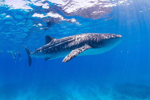 VIP Luxury Chartered Escapes, Exploring The Reef At Your Own Pace - Accommodation Port Macquarie 9