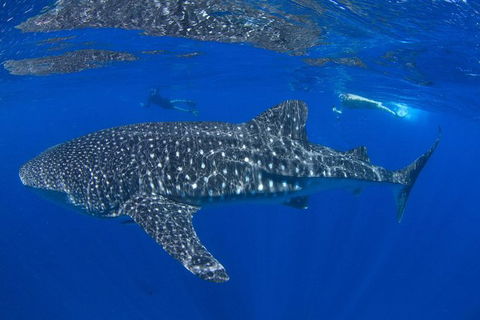 VIP Luxury Chartered Escapes, Exploring The Reef At Your Own Pace - Accommodation Port Macquarie 31