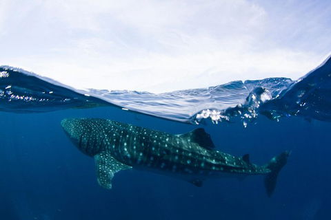 VIP Luxury Chartered Escapes, Exploring The Reef At Your Own Pace - Accommodation Port Macquarie 51