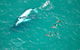 Humpback Whale Swim Tour - thumb 1