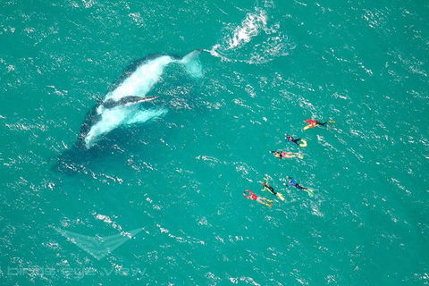Humpback Whale Swim Tour - Accommodation Port Macquarie 1