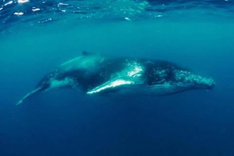 Humpback Whale Swim Tour - Accommodation Port Macquarie 0