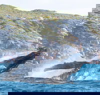 Jet Boat Whale Watching Safari from Dunsborough - Accommodation Port Macquarie