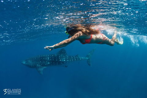 Swim With Whale Sharks - Ningaloo Reef - 3 Islands Whale Shark Dive - Accommodation Port Macquarie 0