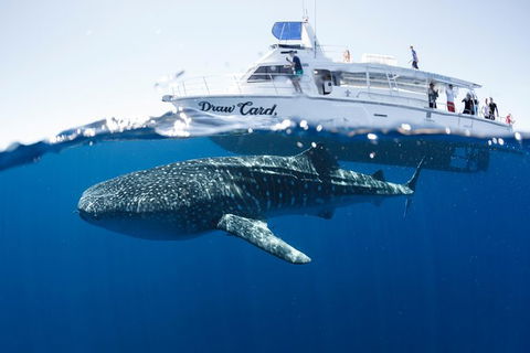 Swim With Whale Sharks - Ningaloo Reef - 3 Islands Whale Shark Dive - Accommodation Port Macquarie 1