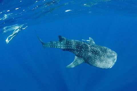 Swim With Whale Sharks - Ningaloo Reef - 3 Islands Whale Shark Dive - Accommodation Port Macquarie 18