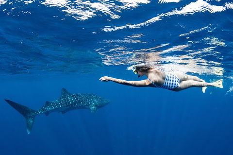 Swim With Whale Sharks - Ningaloo Reef - 3 Islands Whale Shark Dive - Accommodation Port Macquarie 21