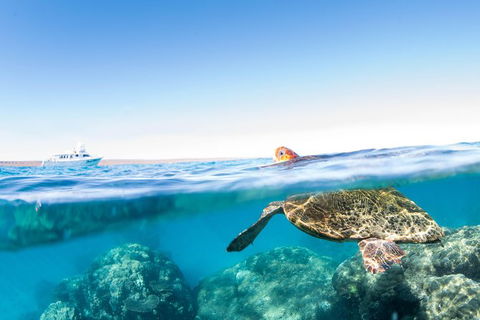 Swim With Whale Sharks - Ningaloo Reef - 3 Islands Whale Shark Dive - Accommodation Port Macquarie 23
