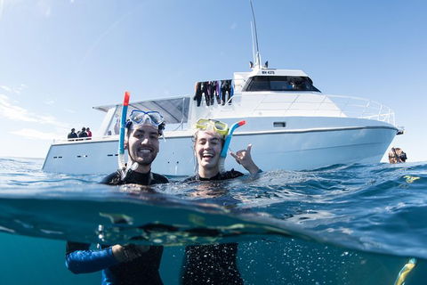 Swim With Whale Sharks - Ningaloo Reef - 3 Islands Whale Shark Dive - Accommodation Port Macquarie 20