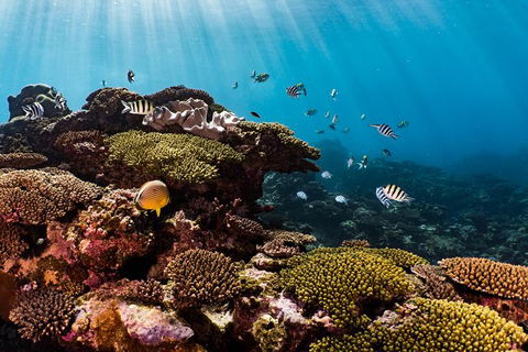 Swim With Whale Sharks - Ningaloo Reef - 3 Islands Whale Shark Dive - Accommodation Port Macquarie 16