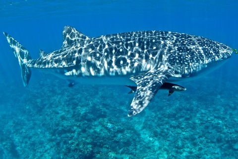 Swim With Whale Sharks - Ningaloo Reef - 3 Islands Whale Shark Dive - Accommodation Port Macquarie 13
