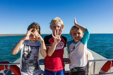 Swim With Whale Sharks - Ningaloo Reef - 3 Islands Whale Shark Dive - Accommodation Port Macquarie 15