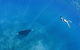 Swim With Whale Sharks - Ningaloo Reef - 3 Islands Whale Shark Dive - thumb 19