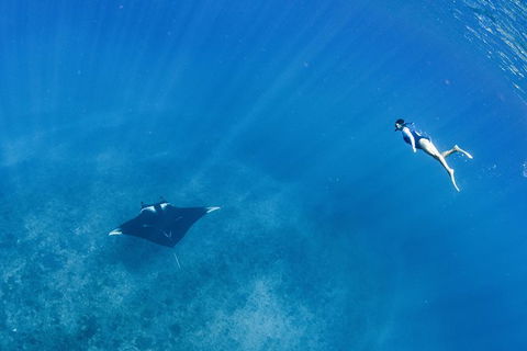 Swim With Whale Sharks - Ningaloo Reef - 3 Islands Whale Shark Dive - Accommodation Port Macquarie 19