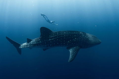 Swim With Whale Sharks - Ningaloo Reef - 3 Islands Whale Shark Dive - Accommodation Port Macquarie 8