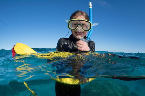 Swim With Whale Sharks - Ningaloo Reef - 3 Islands Whale Shark Dive - Accommodation Port Macquarie 17