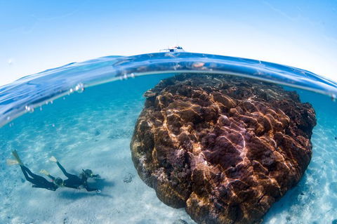 Swim With Whale Sharks - Ningaloo Reef - 3 Islands Whale Shark Dive - Accommodation Port Macquarie 10