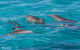 Swim With Whale Sharks - Ningaloo Reef - 3 Islands Whale Shark Dive - thumb 7