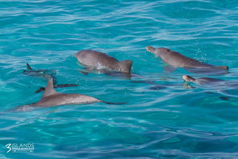 Swim With Whale Sharks - Ningaloo Reef - 3 Islands Whale Shark Dive - Accommodation Port Macquarie 7