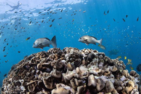 Swim With Whale Sharks - Ningaloo Reef - 3 Islands Whale Shark Dive - Accommodation Port Macquarie 14