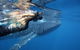 Ningaloo Whale Shark Swim On A Powerboat - thumb 0