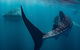 Ningaloo Whale Shark Swim On A Powerboat - thumb 7