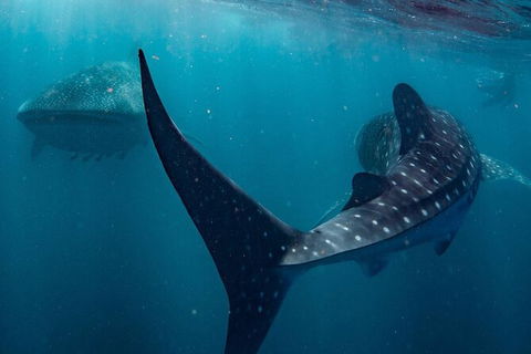 Ningaloo Whale Shark Swim On A Powerboat - Accommodation Port Macquarie 7
