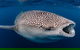 Ningaloo Whale Shark Swim On A Powerboat - thumb 3