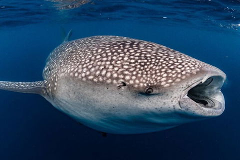 Ningaloo Whale Shark Swim On A Powerboat - Accommodation Port Macquarie 3