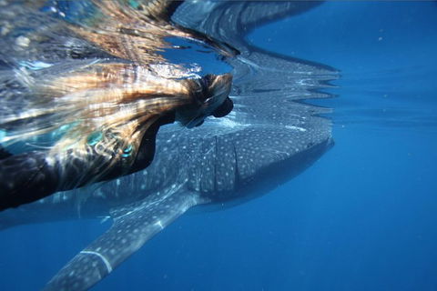 Ningaloo Whale Shark Swim On A Powerboat - Accommodation Port Macquarie 2