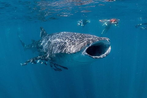 Ningaloo Whale Shark Swim On A Powerboat - Accommodation Port Macquarie 6