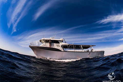 Ningaloo Whale Shark Swim On A Powerboat - Accommodation Port Macquarie 5