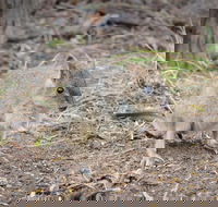 Nocturnal Wildlife Tour from Busselton or Dunsborough - Accommodation Port Macquarie