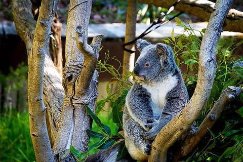 Full-Day Swan Valley, Wildlife Park, Winery & Fruit Orchard - Accommodation Port Macquarie 5