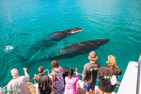 Humpback Whale Sunset Cruise - Accommodation Port Macquarie 0