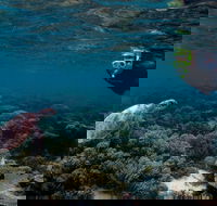 3 Night Ningaloo Reef Snorkel and Dive Getaway from Coral Bay - Accommodation Port Macquarie