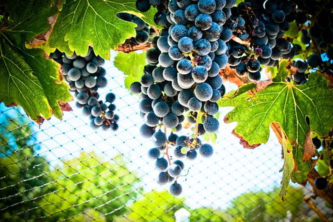 Margaret River Wine Adventure - The Tour For People Who Don\'t Do Tours! - Accommodation Port Macquarie 19