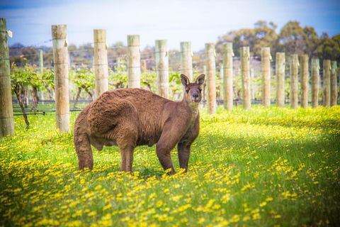 Margaret River Wine Adventure - The Tour For People Who Don\'t Do Tours! - Accommodation Port Macquarie 23