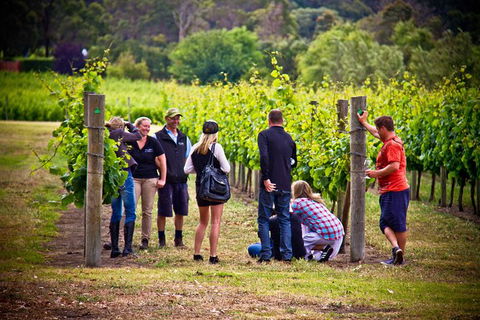 Margaret River Wine Adventure - The Tour For People Who Don\'t Do Tours! - Accommodation Port Macquarie 27