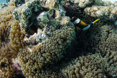 Muiron Island Dive & Snorkel Tour - Accommodation Port Macquarie 0