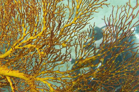 Muiron Island Dive & Snorkel Tour - Accommodation Port Macquarie 6